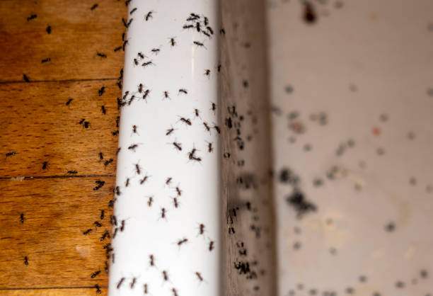 Best Emergency Pest Control  in Fredonia, AZ